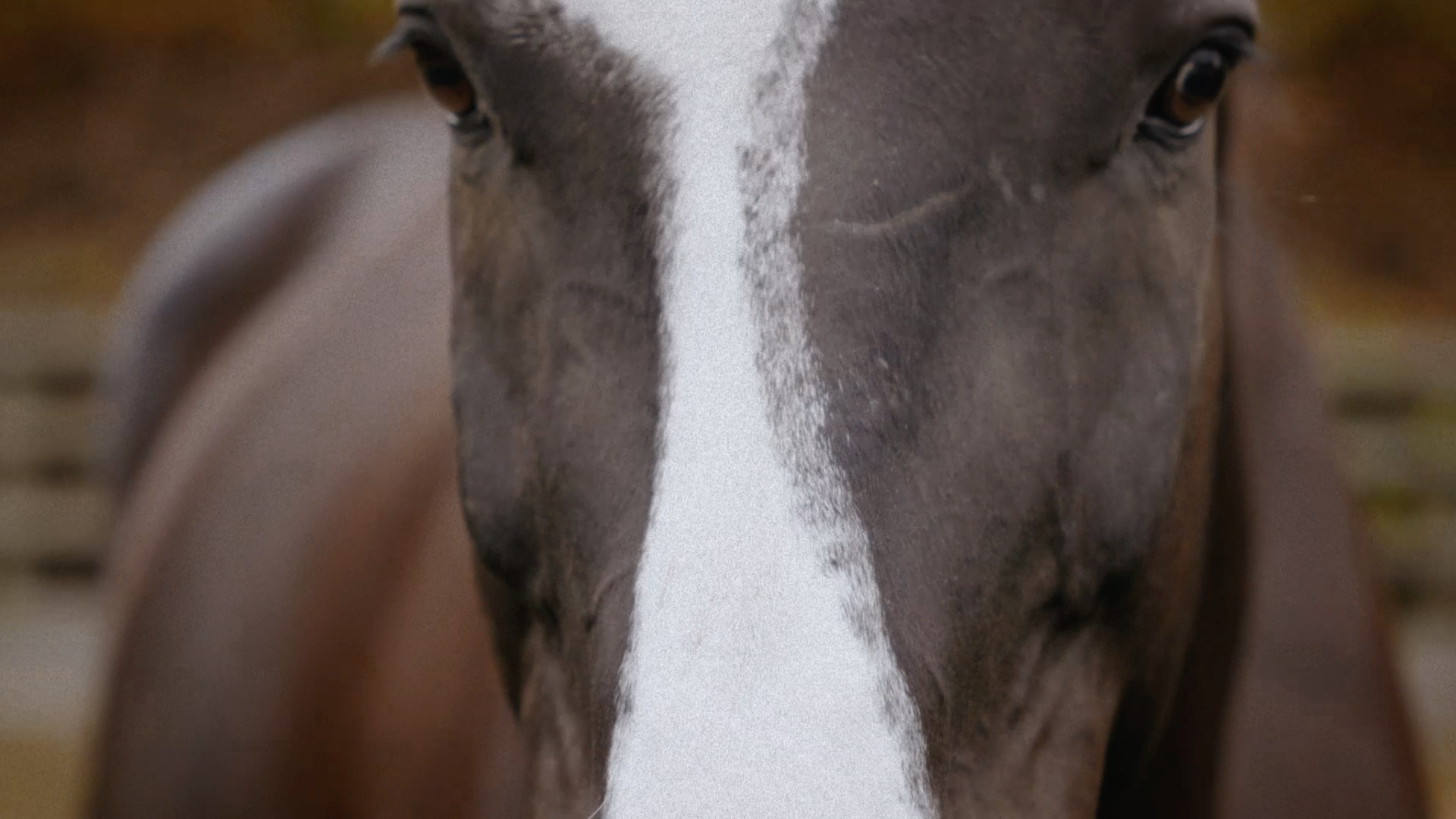 Healing Power of Horses – Stella McCartney and The Chopra Foundation's  Campaign